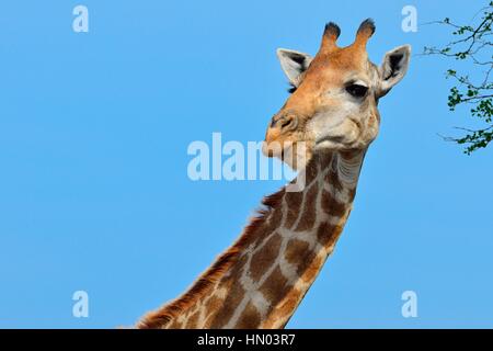 Girafe d'Afrique du Sud ou au cap Girafe (Giraffa giraffa giraffa), Kruger National Park, Afrique du Sud, l'Afrique Banque D'Images