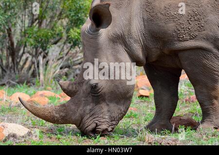 Rhinocéros blanc ou Square-lipped rhinoceros (Ceratotherium simum), mâle adulte, pâturage, Kruger National Park, Afrique du Sud, l'Afrique Banque D'Images