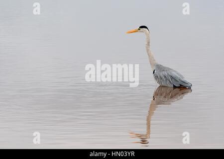 Héron cendré (Ardea cinerea) en quête de nourriture, Coucher de Dam, Kruger National Park, Mpumalanga, Afrique du Sud, l'Afrique Banque D'Images