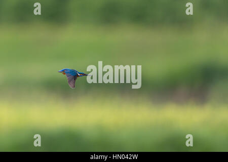 Homme naturel kingfisher (Alcedo atthis commune) en vol Banque D'Images