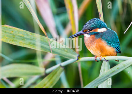 Portrait de Kingfisher (Alcedo jeunes naturelles atthis) dans la lumière du soleil Banque D'Images