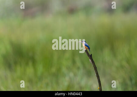 Les femelles de la kingfisher (Alcedo atthis) sitting on branche dans la lumière du soleil Banque D'Images