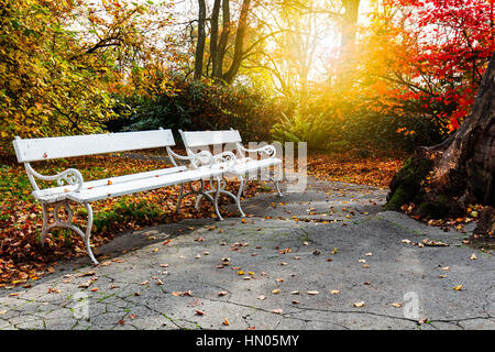 Banc vide dans le parc en automne Banque D'Images
