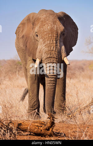 Un éléphant dans le parc national Kruger en Afrique du Sud. Banque D'Images