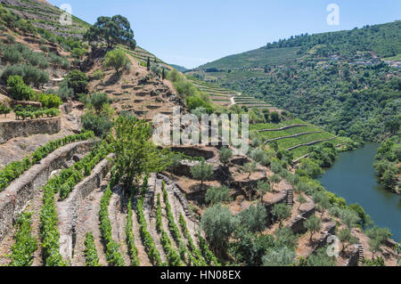 L'Europe, Portugal, Vallée du Douro, Porto, une région qui s'étend de la frontière pour Spanish-Portugal la côte. Vallée est bordée de collines en pente raide. Banque D'Images