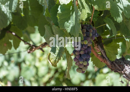 Succursales / filiale de Red Wine grapes growing in Portugal champs. Vue rapprochée de raisins rouges frais au Portugal vue sur le vignoble avec big red la culture du raisin. Banque D'Images