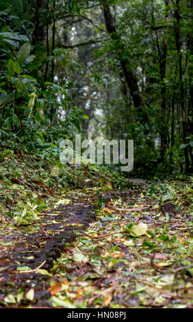 Un chemin à travers la forêt tropicale de Monteverde, Costa Rica Banque D'Images