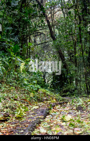 Un chemin à travers la cloudforest, Monteverde, Costa Rica Banque D'Images