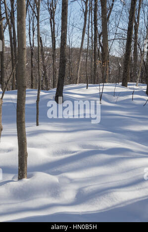 Abstract. Arbres d'ombres bleues dans la neige fraîche. A l'image des arbres dans l'arrière-plan avec une colline visibale dans la distance, puis lignes bleues et s Banque D'Images