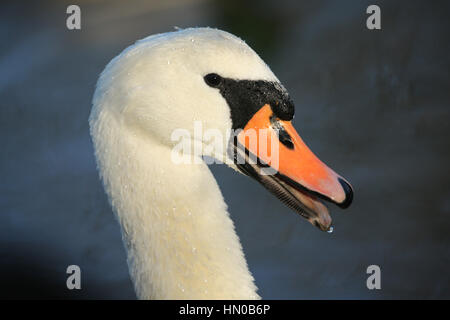 Un tir d'un magnifique cygne tuberculé, adultes (Cygnus olor), avec des gouttelettes d'eau sur la tête et le cou. Banque D'Images