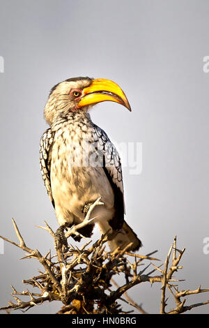 Stock : Le sud de l'Oiseau Calao à bec jaune (Tockus Leucomelas) à l'écart, perché sur une branche à Atosha National Park, Namibie, Afrique Banque D'Images