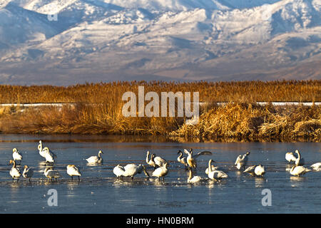 Un troupeau de Le Cygne siffleur (Cygnus columbianus) dans l'eau d'alimentation du nord de l'Utah's Bear River, UT, USA Banque D'Images