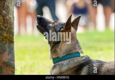 La police militaire allemand chien montre à son propriétaire Banque D'Images