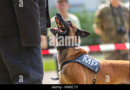 La police militaire allemand chien montre à son propriétaire Banque D'Images