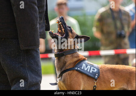 La police militaire allemand chien montre à son propriétaire Banque D'Images