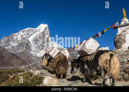 Les yacks transportant des marchandises au-dessus de la Dingboche (4800m) sur le chemin de l'Everest camp de base dans la région de Khumbu au Népal. La montagne dans l'arrière-plan est le T Banque D'Images