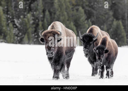 Bison d'Amérique Banque D'Images