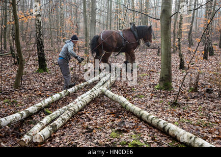 Coldblood cheval de tirant de sciage dans une forêt en Allemagne Banque D'Images