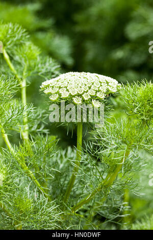 AMMI visnaga Banque D'Images