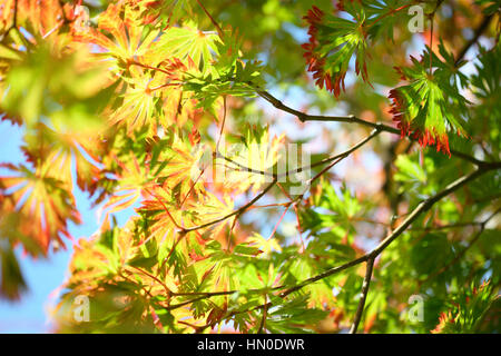 Pleine lune d'érable, journée d'automne ensoleillée le ciel bleu, les feuilles d'automne changement de couleur Jane Ann Butler Photography JABP1833 Banque D'Images