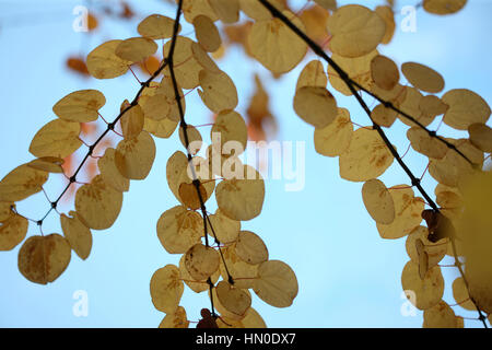 Cercidiphyllum japonicum katsura, arbre, les feuilles d'automne ciel bleu Jane Ann Butler Photography JABP1819 Banque D'Images