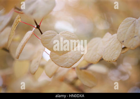 Cercidiphyllum japonicum, Katsura arbre en automne Jane Ann Butler Photography JABP1822 Banque D'Images