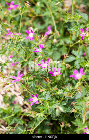 Geranium oxonianum 'Catherine Deneuve' en été Banque D'Images