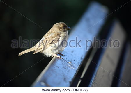 Un oiseau sur un banc dans l'après-midi à Riga, Lettonie Banque D'Images