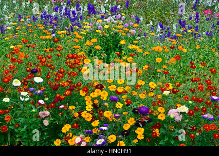 Pré des fleurs colorées de la plantation mixte y compris, Delphiniums Larkspur, Lavatera, Calendula, dans un chalet jardin Banque D'Images