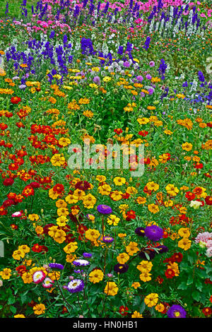 Pré des fleurs colorées de la plantation mixte y compris, Delphiniums Larkspur, Lavatera, Calendula, dans un chalet jardin Banque D'Images