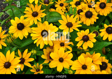 Rudbeckia hirta Sun Prairie Banque D'Images