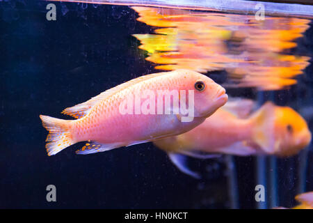 Photo de aulonocara poisson dans l'eau bleue Banque D'Images