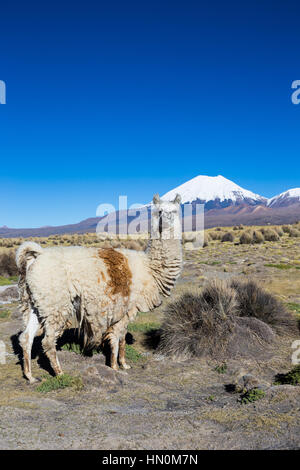 Le paysage andin avec troupeau de lamas, avec le volcan Parinacota sur l'arrière-plan. Le parc national de Sajama est un parc national situé dans la Depa Oruro Banque D'Images