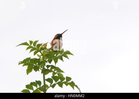 Un Allen's Hummingbird assis dans un arbre haut. Ciel nuageux lumière arrière-plan. Banque D'Images