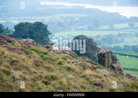 Un mouton et agneau paître sur la colline de vues les blattes, Staffordshire, Angleterre Banque D'Images