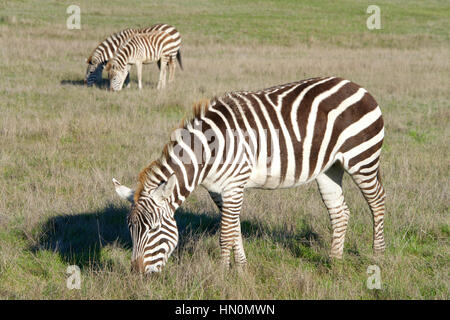 Un pâturage sur zebra nouvelle herbe verte entre vieux brun sec herbe dans un champ de deux zèbres le pâturage dans l'arrière-plan Banque D'Images