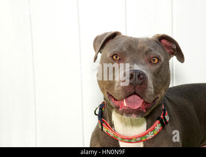 Portrait d'un pit-bull portant un collier à une clôture en bois blanc, la bouche ouverte. Banque D'Images