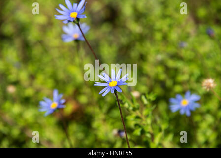 Un gros plan d'un champ de marguerites bleu Banque D'Images