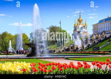 Les fontaines et statues de la grande cascade avec des tulipes au premier plan, le grand palais, peterhof, st petersburg Banque D'Images