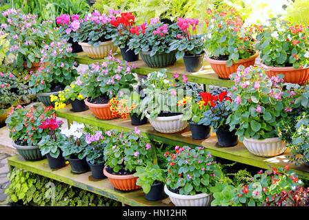 Différents types de fleurs colorées dans des pots placés sur le plateau en bois Banque D'Images