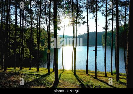 Silhouette de forêt de pins contre la lumière du soleil le matin à Pang Pang Tong Oung Lake (réservoir), Mae Hong Son, Thaïlande. Banque D'Images