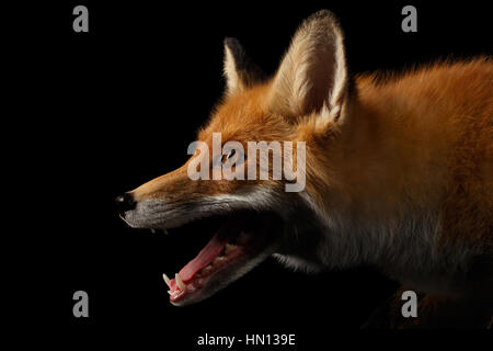 Closeup Portrait of Red Fox dans Profil isolated on black Banque D'Images