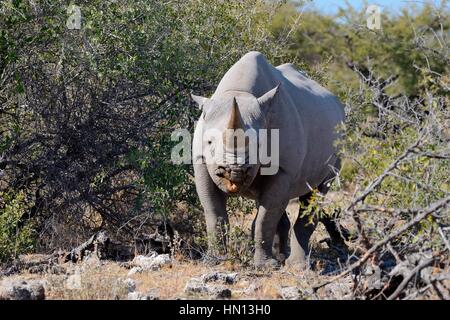 Le rhinocéros noir (Diceros bicornis), navigation, Etosha National Park, Namibie, Afrique Banque D'Images