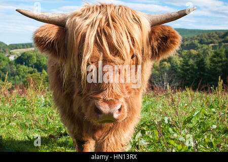 Scottish Highland cow regardez directement l'objectif de l'appareil photo Banque D'Images