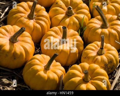 Jack être un peu jaune pumpkins Banque D'Images