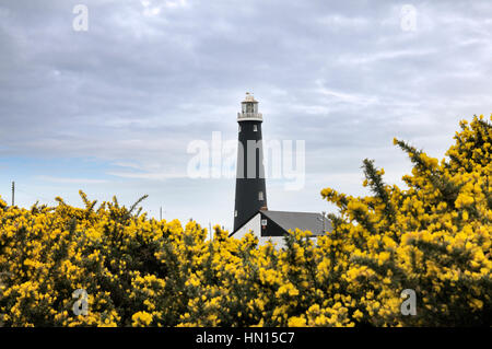 Le vieux phare à s'élever au-dessus des dormeurs une profusion de fleurs d'ajoncs jaune, Kent, England, UK Banque D'Images