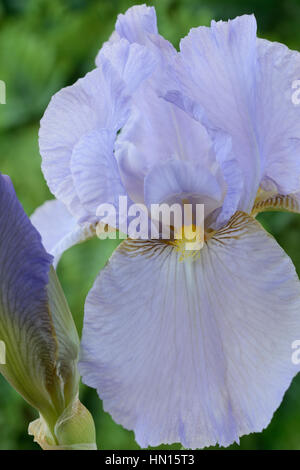 Grand Iris flower et bud Juin Banque D'Images