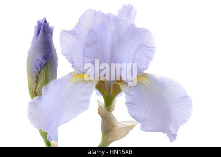 Grand Iris flower et bud Juin Banque D'Images