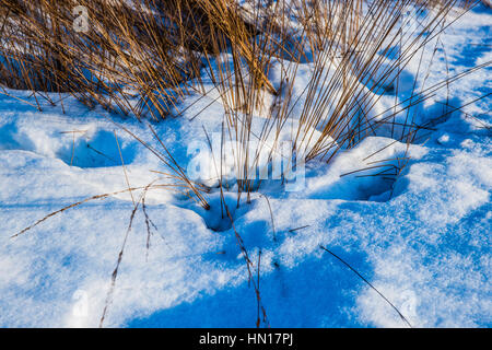 Résumé de plumes et d'herbes sèches granulé blanc firn neige avec les ombres bleues à la lumière de l'hiver le coucher du soleil. Journée d'hiver ensoleillée Banque D'Images