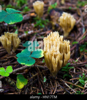 Trèfle dans les bois et les champignons, l'arrière-plan. Banque D'Images